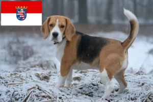 Lees meer over het artikel Beagle fokkers en pups in Hessen