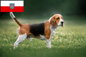 Lees meer over het artikel Beagle fokkers en pups in Thüringen