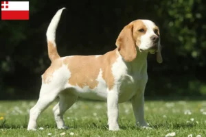 Lees meer over het artikel Beagle fokkers en puppy’s in Utrecht