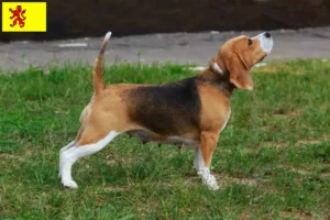 Lees meer over het artikel Beagle fokkers en pups in Zuid-Holland