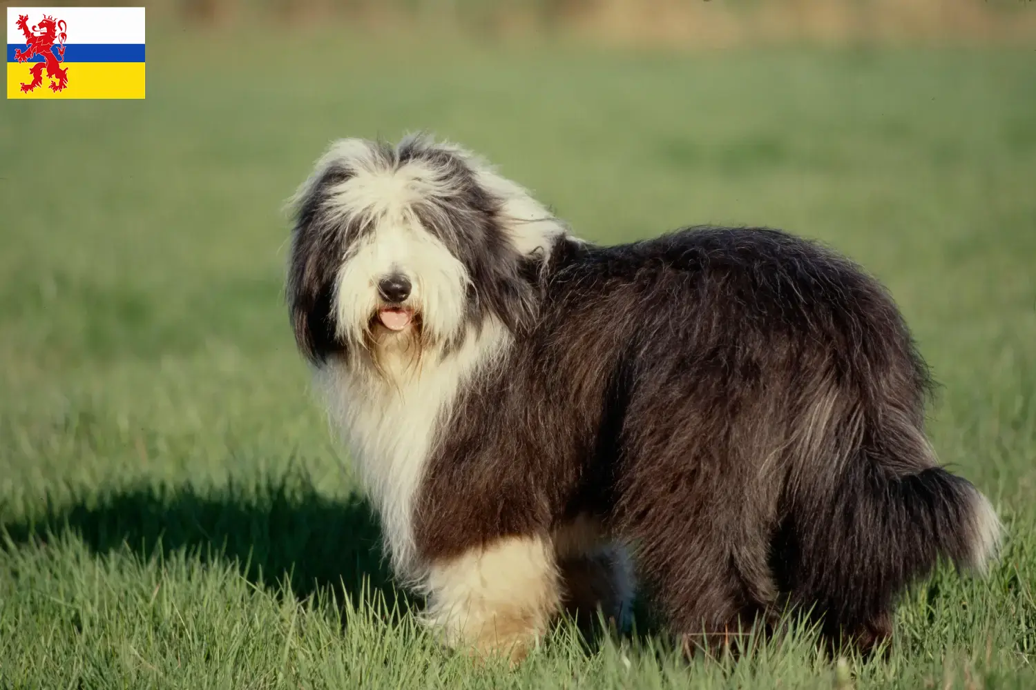 Lees meer over het artikel Baard Collie fokkers en pups in Limburg