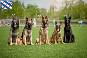 Lees meer over het artikel Belgische Herder Hondenfokker en Puppies in Friesland