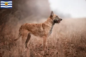 Lees meer over het artikel Belgische Herder Hondenfokker en Puppies in Zeeland