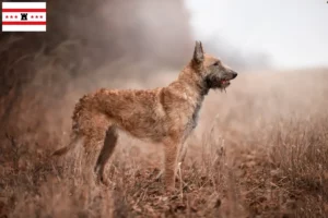 Lees meer over het artikel Belgische Herder fokkers en pups in Drenthe