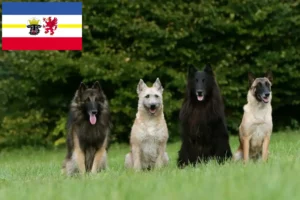 Lees meer over het artikel Belgische Herdershond Fokker en Puppies in Mecklenburg-Vorpommern