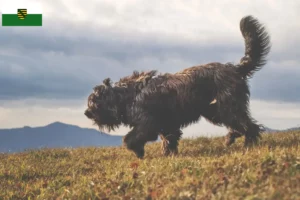 Lees meer over het artikel Bergamasker Herdershond Fokker en Puppies in Saksen