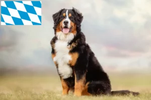 Lees meer over het artikel Berner Sennenhondenfokker en Puppies in Beieren