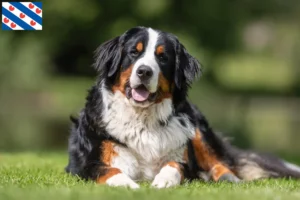 Lees meer over het artikel Berner Sennenhondenfokker en Puppies in Friesland