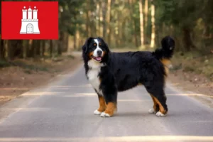 Lees meer over het artikel Berner Sennenhondenfokker en Puppies in Hamburg