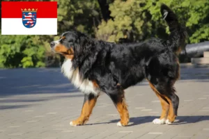 Lees meer over het artikel Berner Sennenhondenfokker en Puppies in Hessen