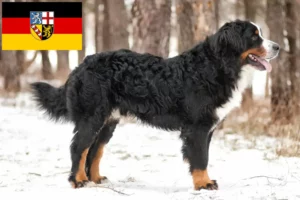 Lees meer over het artikel Berner Sennenhondenfokker en Puppies in Saarland