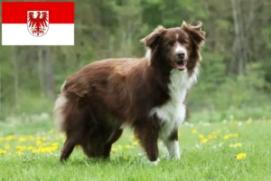 Lees meer over het artikel Border Collie fokkers en pups in Brandenburg