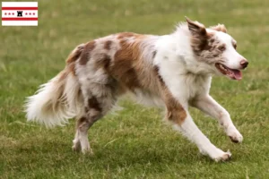 Lees meer over het artikel Border Collie fokkers en pups in Drenthe