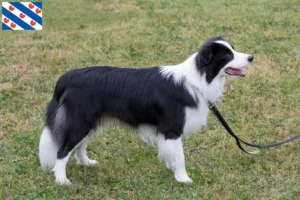 Lees meer over het artikel Border Collie fokkers en pups in Friesland