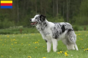 Lees meer over het artikel Border Collie fokkers en pups in Noord-Holland