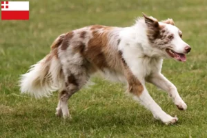 Lees meer over het artikel Border Collie fokkers en pups in Utrecht