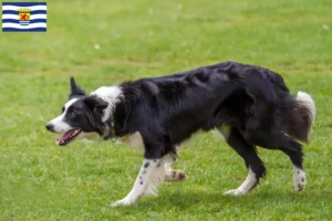 Lees meer over het artikel Border Collie fokkers en pups in Zeeland