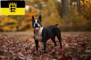 Lees meer over het artikel Boston Terrier fokkers en pups in Baden-Württemberg