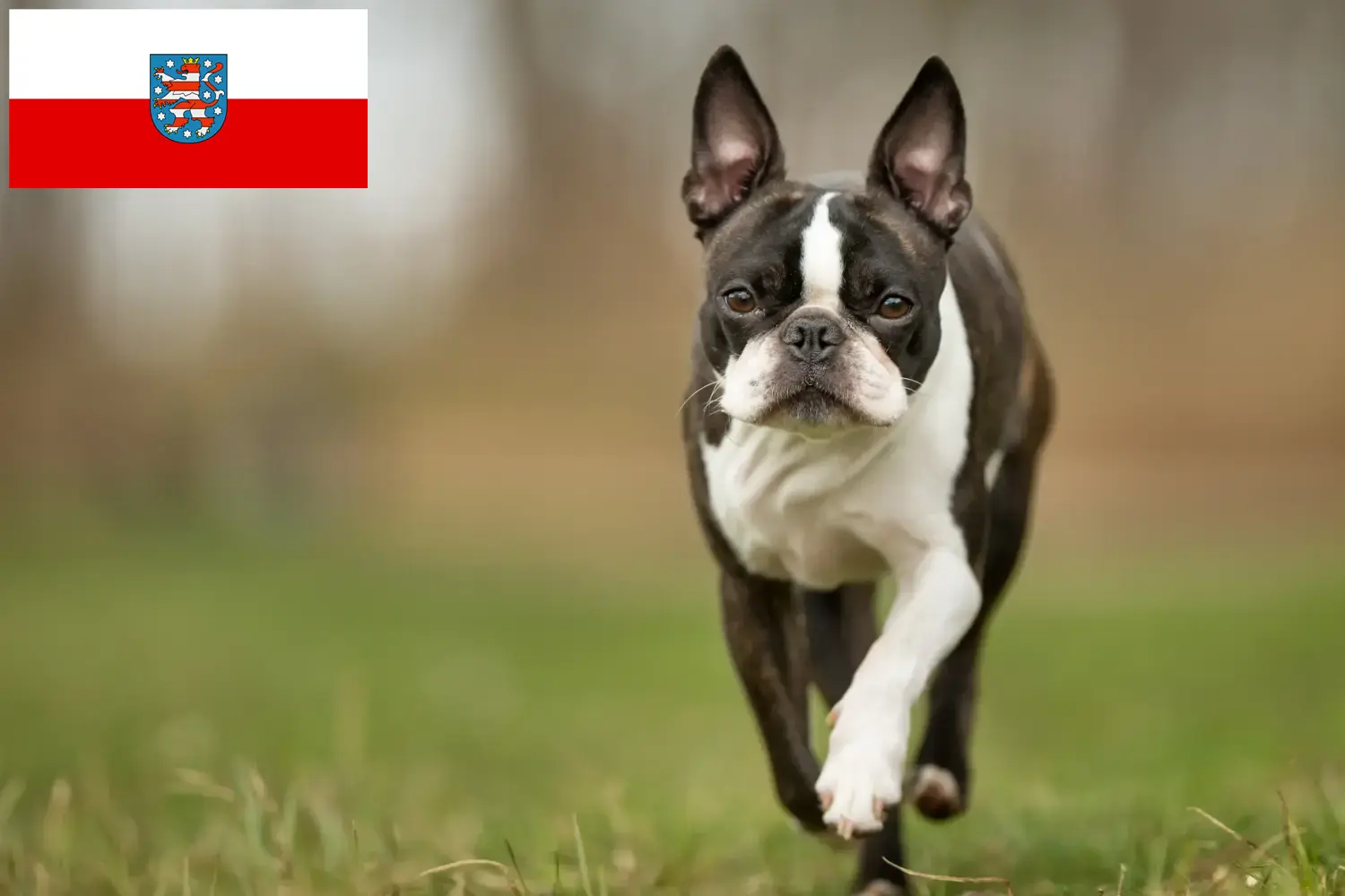 Lees meer over het artikel Boston Terrier fokkers en pups in Thüringen