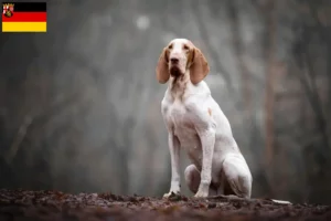 Lees meer over het artikel Bracco Italiano fokkers en pups in Rijnland-Palts