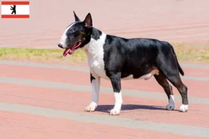 Lees meer over het artikel Bull Terrier fokkers en pups in Berlijn