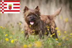 Lees meer over het artikel Cairn Terrier fokkers en pups in Bremen