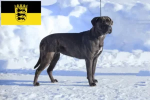 Lees meer over het artikel Cane Corso Italiano fokkers en pups in Baden-Württemberg