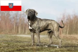 Lees meer over het artikel Cane Corso Italiano fokkers en pups in Thüringen