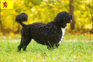 Lees meer over het artikel Cão de Agua português fokkers en puppies in Zuid-Holland