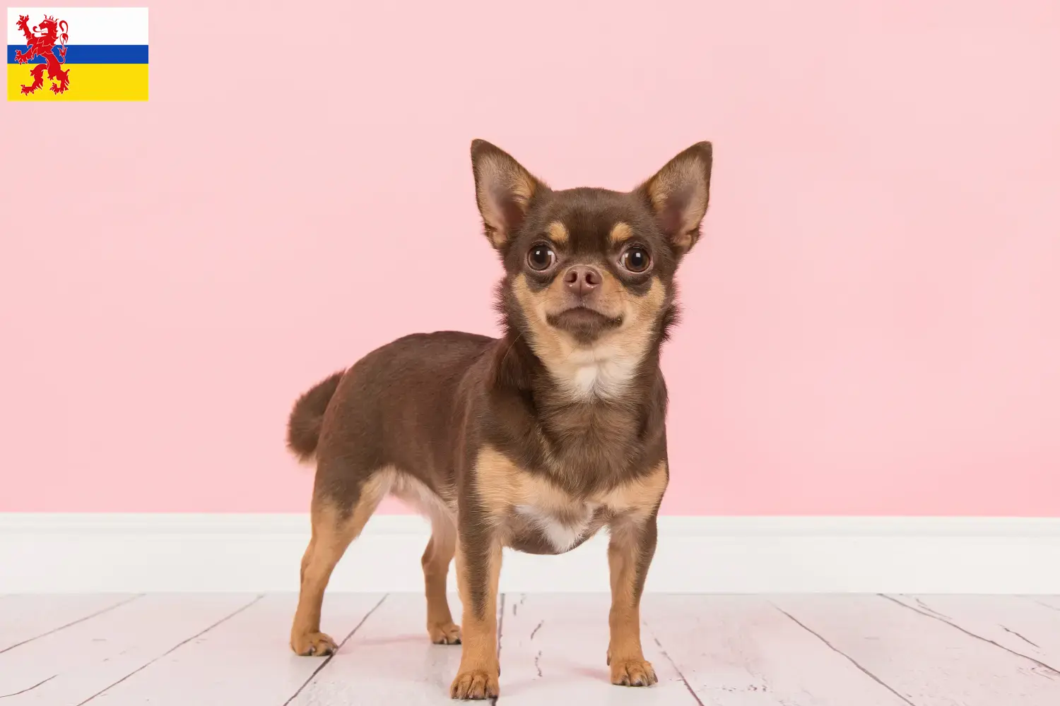 Lees meer over het artikel Chihuahua fokkers en pups in Limburg