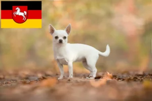 Lees meer over het artikel Chihuahua fokkers en pups in Nedersaksen