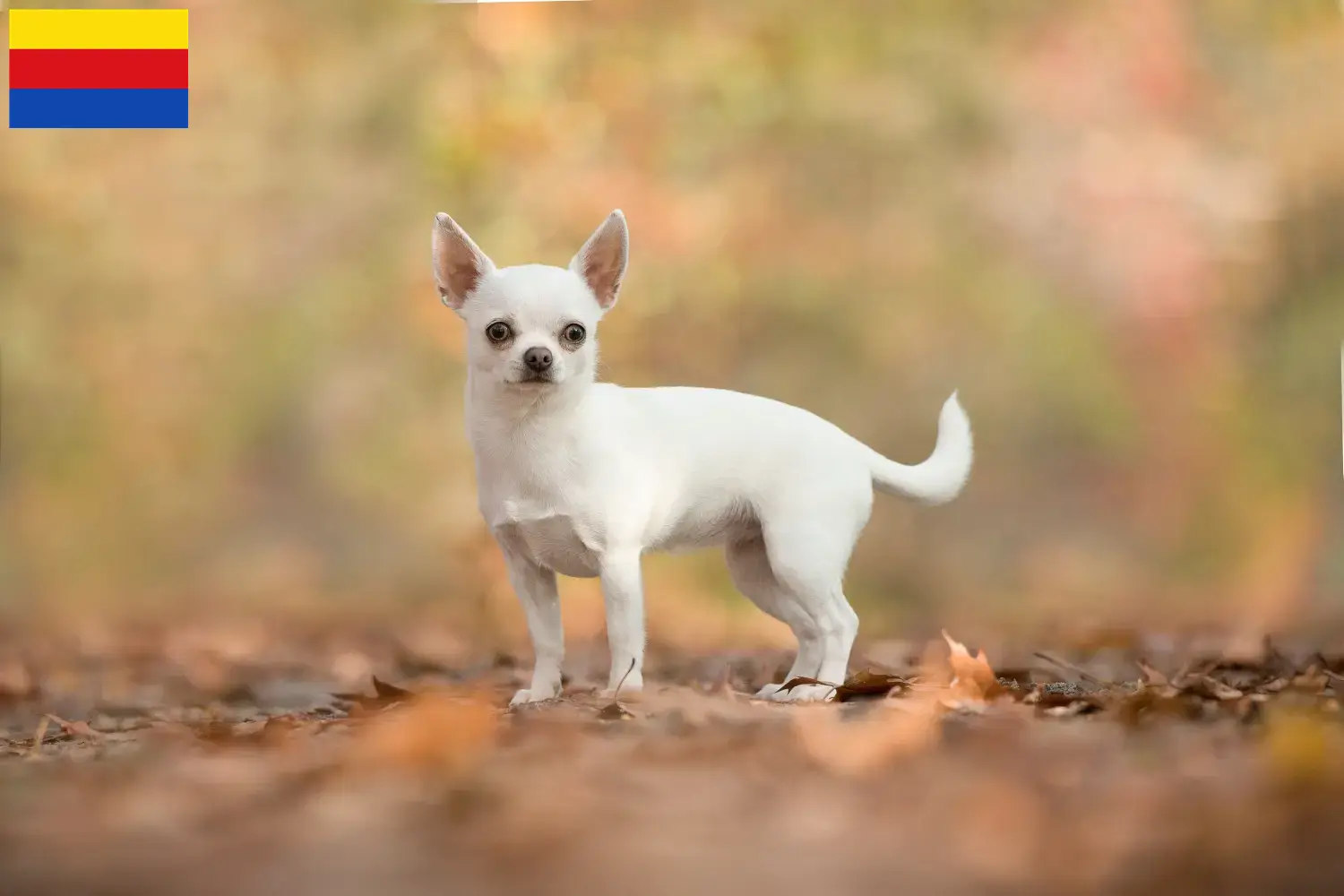 Lees meer over het artikel Chihuahua fokkers en pups in Noord-Holland