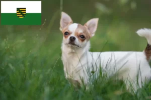 Lees meer over het artikel Chihuahua fokkers en pups in Saksen