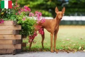 Lees meer over het artikel Cirneco dell’ Etna fokkers en pups in Italië