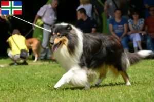 Lees meer over het artikel Collie fokkers en pups in Groningen