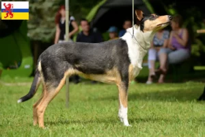 Lees meer over het artikel Collie fokkers en pups in Limburg