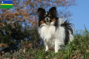 Lees meer over het artikel Continentale Dwergspaniël fokker en pups in Flevoland