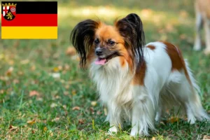 Lees meer over het artikel Continentale Dwergspaniël Fokker en Puppies in Rijnland-Palts