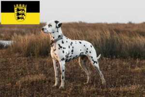 Lees meer over het artikel Dalmatiër fokkers en pups in Baden-Württemberg