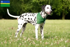 Lees meer over het artikel Dalmatiër fokkers en puppy’s in Flevoland