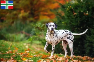 Lees meer over het artikel Dalmatiër fokkers en pups in Groningen