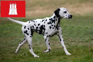 Lees meer over het artikel Dalmatiër fokkers en pups in Hamburg