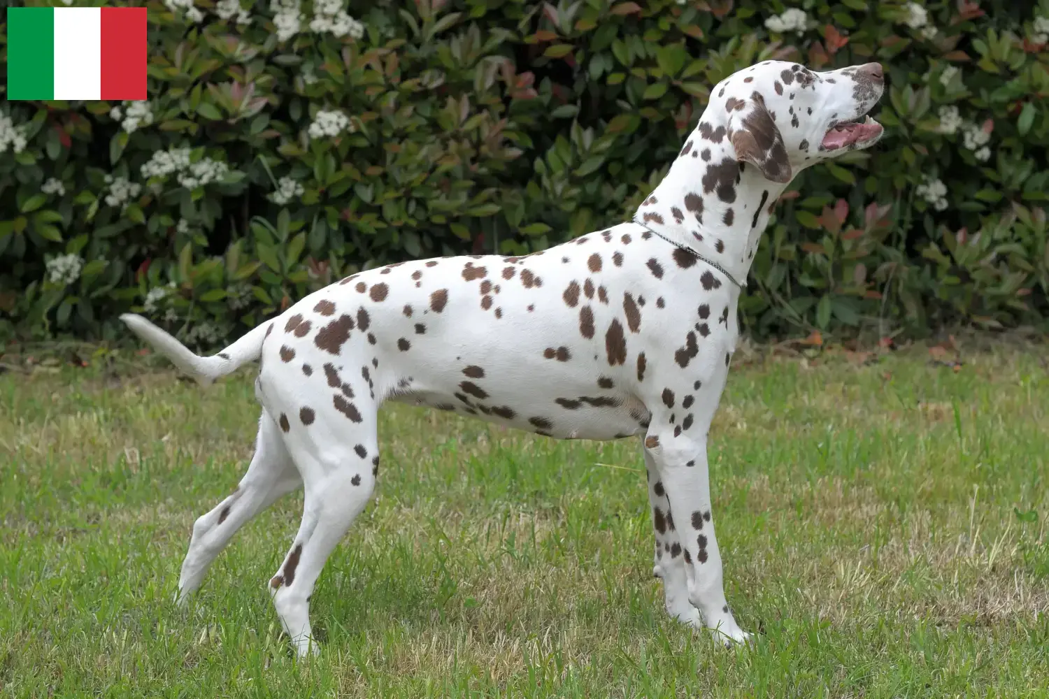 Lees meer over het artikel Dalmatiër fokkers en puppy’s in Italië