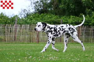 Lees meer over het artikel Dalmatiër fokkers en pups in Noord-Brabant