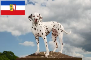 Lees meer over het artikel Dalmatiër fokkers en pups in Sleeswijk-Holstein