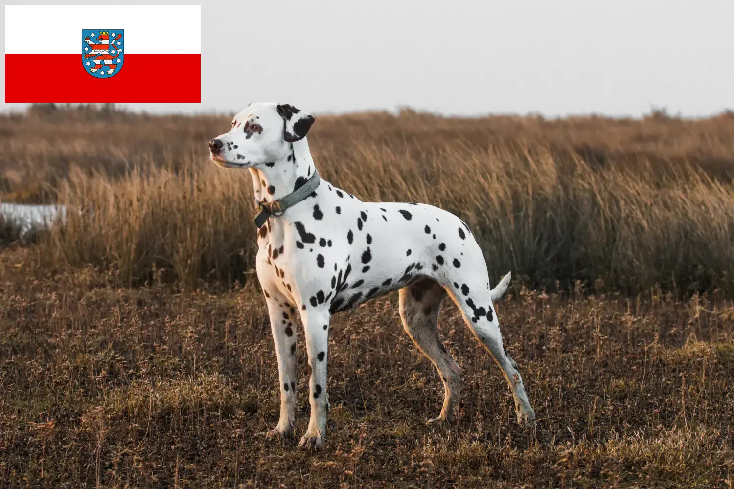 Lees meer over het artikel Dalmatiër fokkers en pups in Thüringen