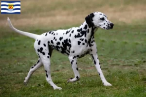 Lees meer over het artikel Dalmatiër fokkers en pups in Zeeland