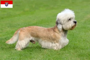 Lees meer over het artikel Dandie Dinmont Terrier fokkers en pups in Hessen