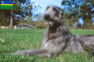 Lees meer over het artikel Deerhound fokkers en pups in Flevoland