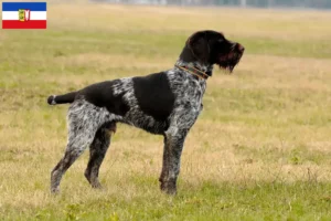 Lees meer over het artikel Duitse Drahthaar fokkers en pups in Sleeswijk-Holstein